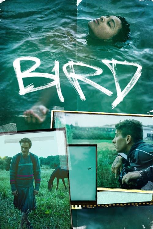 Bird download