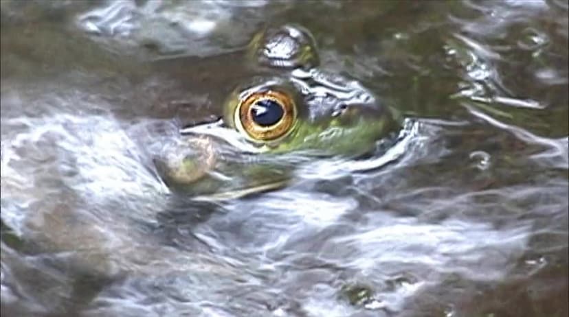 Flow: For Love of Water