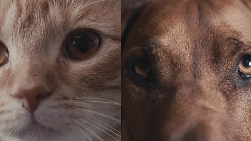 Inside the Mind of a Cat