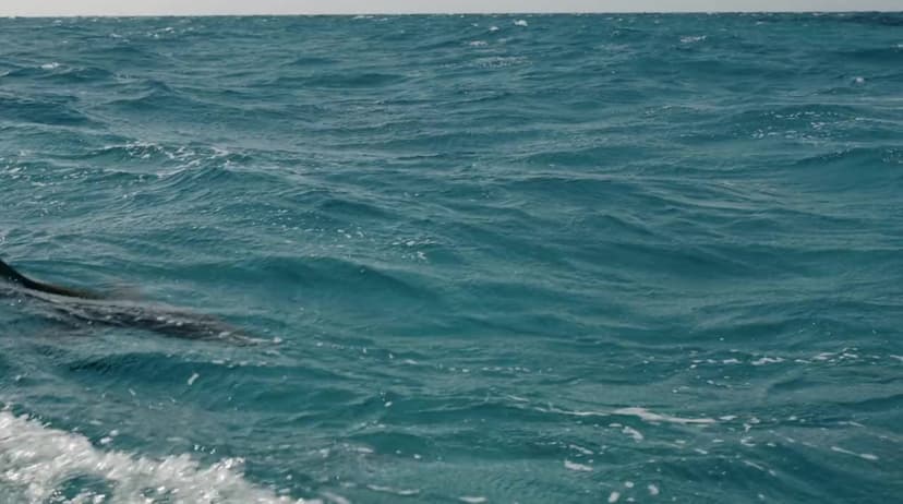 Man vs. Shark