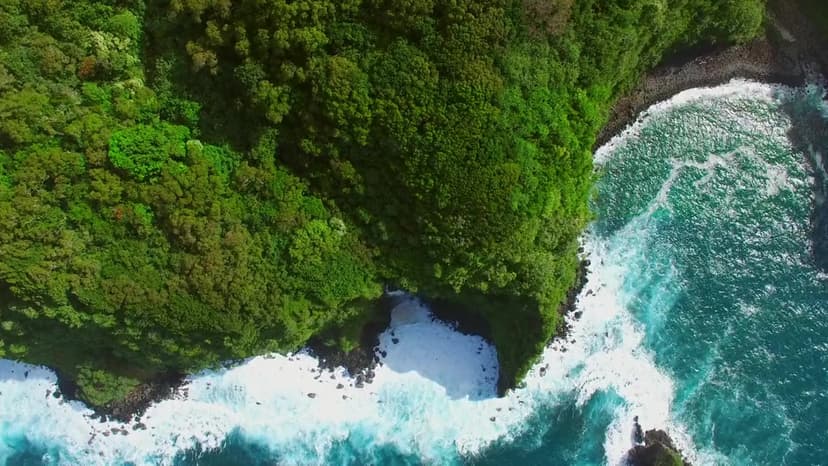 Nature Sharks of Hawaii