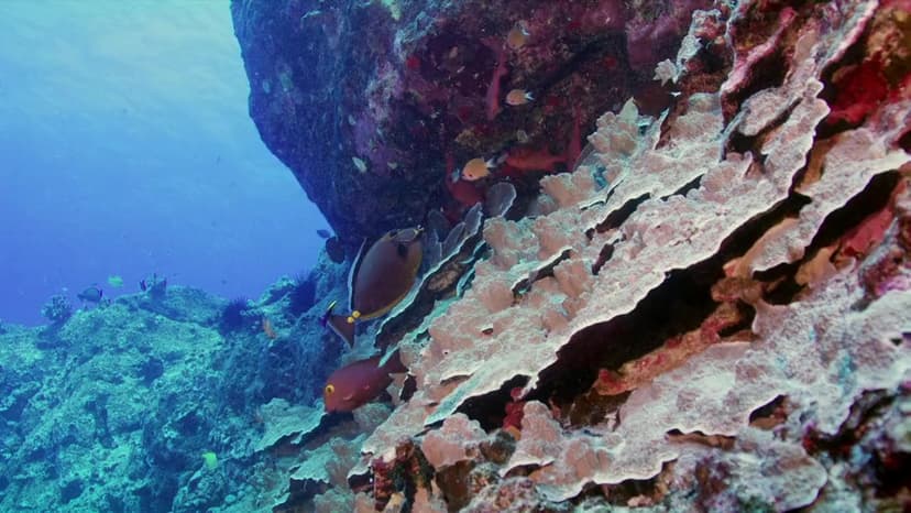 Nature Sharks of Hawaii