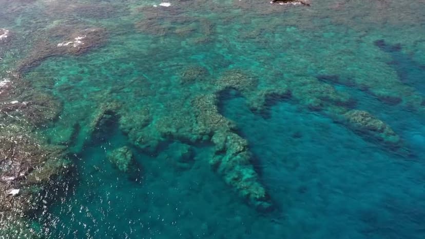 Nature Sharks of Hawaii