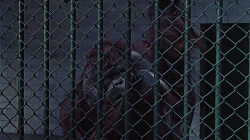 Night of the Bloody Apes