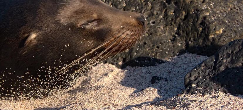 Sea Lions of the Galapagos