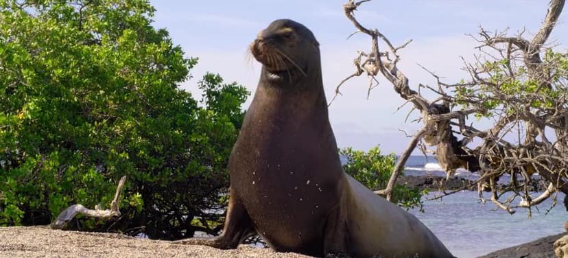 Sea Lions of the Galapagos