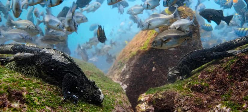 Sea Lions of the Galapagos