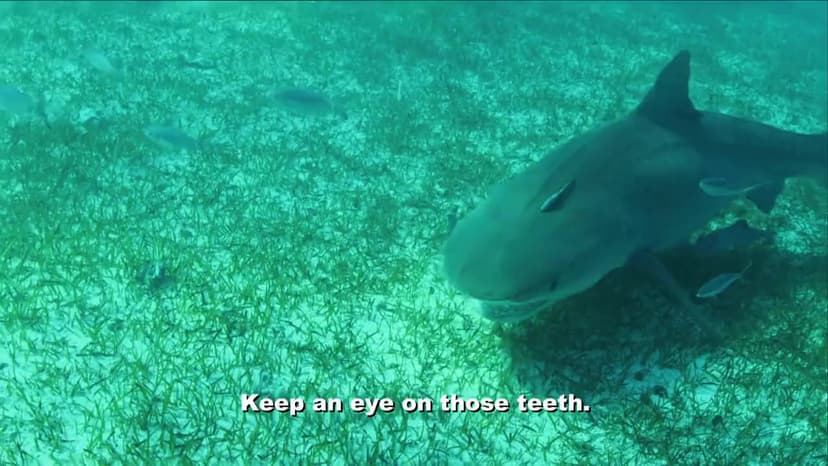 Shark Week Pig vs. Shark