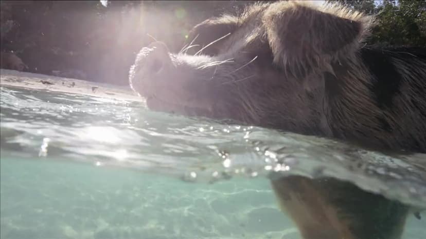 Shark Week Pig vs. Shark