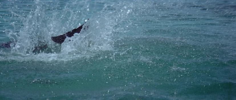 The Day of the Dolphin