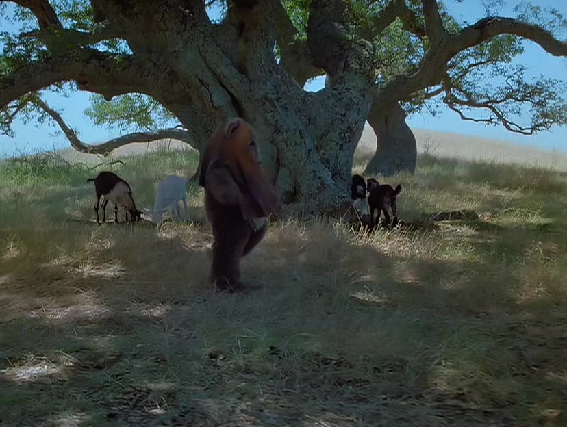 The Ewok Adventure