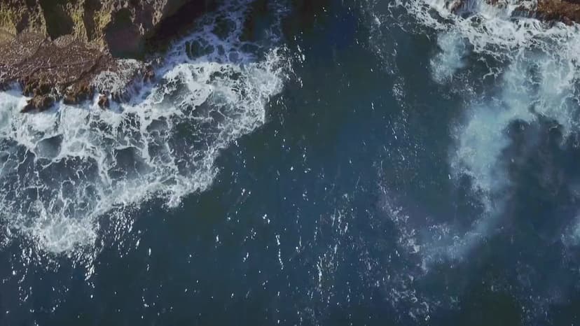 Toxic Shark
