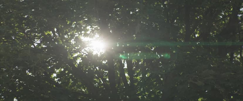 Under the Tree