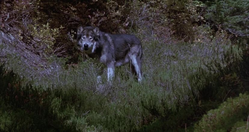 White Fang 2: Myth of the White Wolf