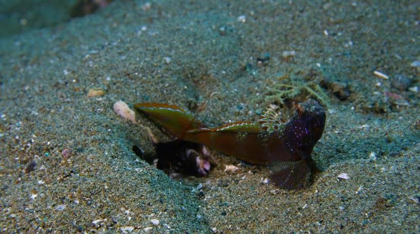 Wild Window: Bejeweled Fishes