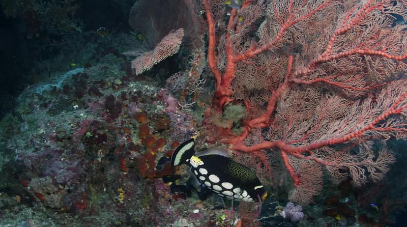 Wild Window: Bejeweled Fishes